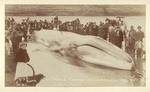 Live whale. Captured at Long Beach, Cal. May 20th, 97. Length 63 ft. # 103