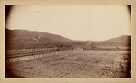 [View of orchard and cattle]