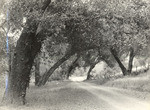 Ojai, Old Canyon Road (4 views)