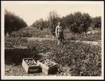 Christians' "orange cling peach" orchard with apples interset