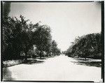 [Unidentified street lined with trees, Sacramento]