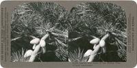 Leaves and cones of the Bishop Pine. (Pinus muricana), S 239