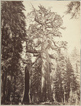 The Grizzly Giant, Mariposa Grove (Sequoia Gigantea), no. 110