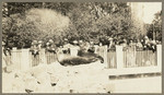 [Sea lions on rock in fenced area with onlookers]