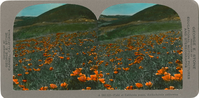 Field of California poppy, Eschocholtzia californica, A 583.122