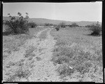 Desert scenes near Palm Springs (6 views)