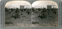 In the grape fruit orchard looking toward "The Isthmus," Panama-California Exposition, San Diego, Calif., U. S. A., 17694