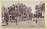 Santa Anita [Baldwin residence] # 1250