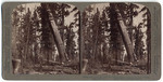 Ending a life of centuries - a giant Tree falling - Logging among the Big Trees, Converse Basin, California