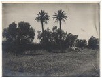 Old olive trees and palms San Fernando Mission