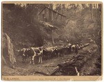 Logging Team, Hanson's Mill, La Honda