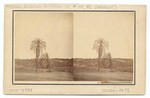 Palm Trees, San Diego Mission. 117 (front); Fort Presidio and Palm Trees. 93 (back)