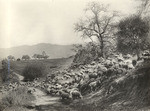 Pasadena in olden days, sheep & oaks