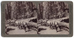 Troop I, 15th U.S. Cavalry, on the trunk of the "Fallen Monarch," Mariposa Grove, California, (43)5975