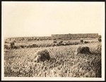 [Glenn County rice fields] (2 views)