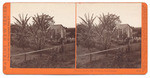 Banana Trees, Mr. Wallace, San Gabriel. 4455.