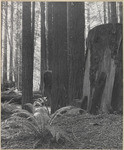 Coast redwoods in area logged about 50 years earlier