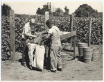 Sorting and bagging beans