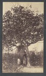 Castor Bean Tree in Los Angeles, Cal. # 860