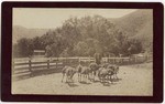 [Ostriches seven months old, Santa Monica, Ostrich Farm near Los Angeles, Cal.]