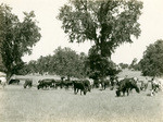 Cattle near Paso Robles, California, 7366