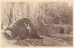 Logs at the landing