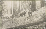 Bear cubs, Giant Forest, Cal. # 525