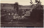 Olive and Palm Trees at Old San Diego Mission. B 1330.