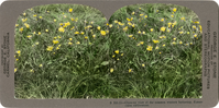 Close-up view of the common western buttercup, Ranunculus californicus, B 583.11