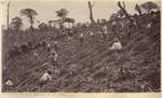 Transplanting the young coffee tree at Las Nubes