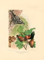 [Black and White Warbler, American Redstart]