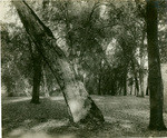 Cone Oak Grove, Cone Ranch near Red Bluff, Tehama Co. Cal