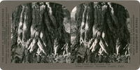 Trunk of Monterey Pine (Pinus radiata) Monterey County, Calif., S 181