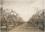 Prunes in bloom. Yolo Orchard Cal., A-282