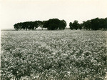 Sweetpeas, Braslan Seed Company, San Mateo Co., Cal., 22337