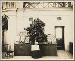 Northern California Citrus Fair, Nov. 1902