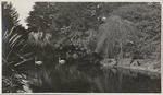 Swan-pond - G.G. Park