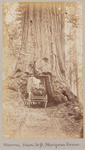 Wawona, diam. 30 ft. Mariposa Grove, 376