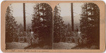 Mts. near Fish Camp in Sierras, [no.] 18