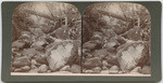 Boulder Creek, Santa Cruz Co., Cal., # 115