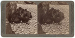 Young seals on the Beach, Santa Catalina Island, off California