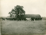 Mules, Cone Ranch, near Red Bluff, Tehama Co., Cal., 10901