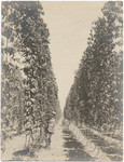 E. Clemens Horst hop field, Wheatland, Cal., 10307