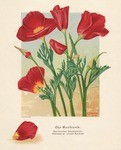 The Burbank, new crimson Eschscholtzia produced by Luther Burbank