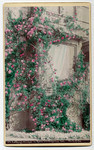 Cottage Window in Roses. # 171.