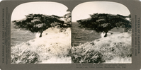 Monterey Cypress (Cupressus macrocarpa) on Point Lobos, Monterey, Co., Cal., S 56