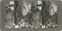 Trunk of Santa Lucia Fir (Abies venusta) in Miller Canyon, Monterey Co., California, S 51