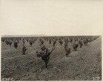 [Sutter Basin Alicante Bouschet Vineyard]