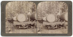 Flat Car Train loaded with Sugar Pine Logs - starting for the Mills - McCloud River, Cal.