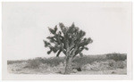 Joshua tree in bloom on Trona Randsburg Road. These trees do not bloom every year. Only grow in areas where elevation is above 2000 f [ft]